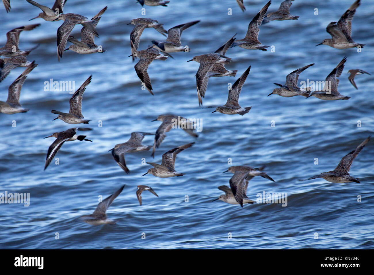 Great knot congregating on beach at high tide in Cairns Queensland Australia Stock Photo