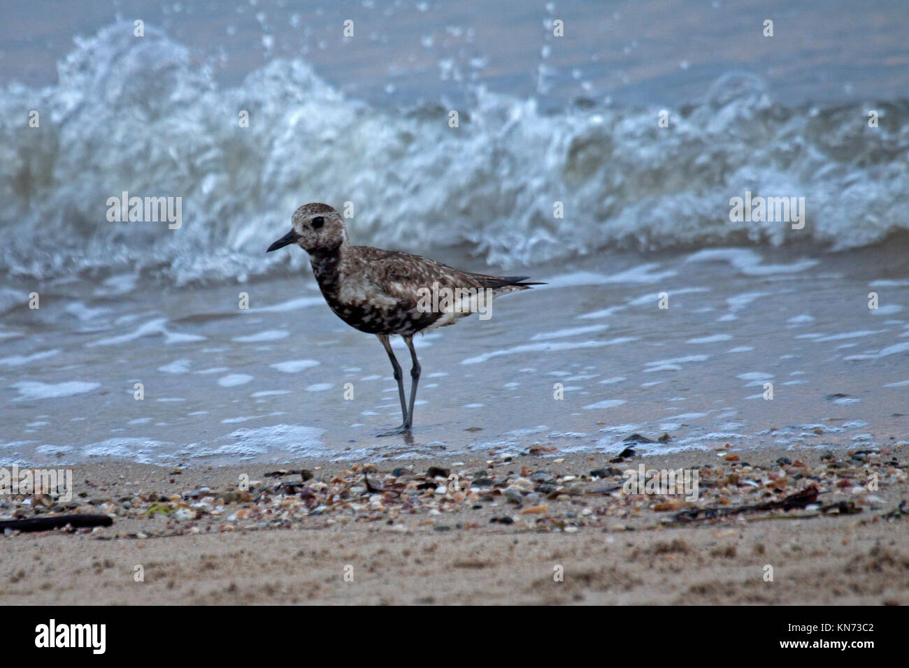 Pacific golden plover on the seashore at Cairns Queensland Australia Stock Photo
