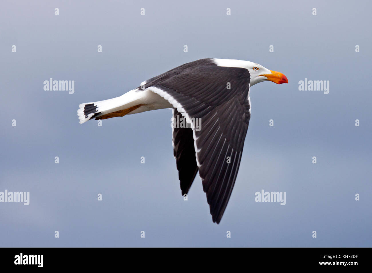 Pacific gull flying through clear blue sky at the coast in Victoria Australia Stock Photo