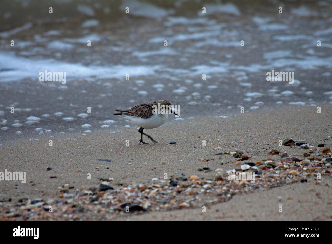 Red necked stint foraging on the tideline on shore at Cairns Queensland Australia Stock Photo