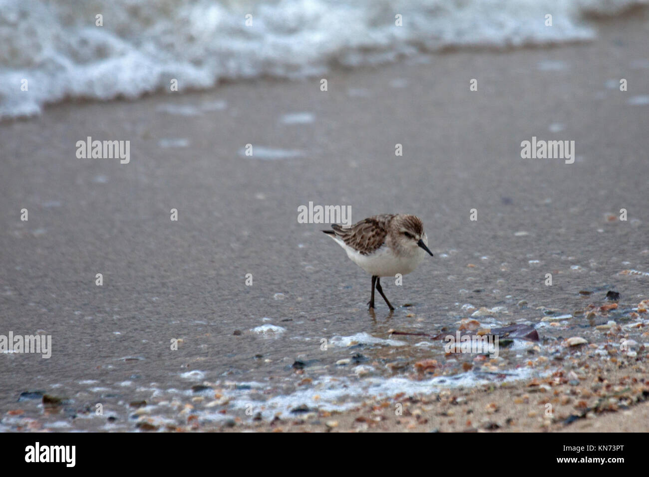 Red necked stint foraging on the tideline on shore at Cairns Queensland Australia Stock Photo