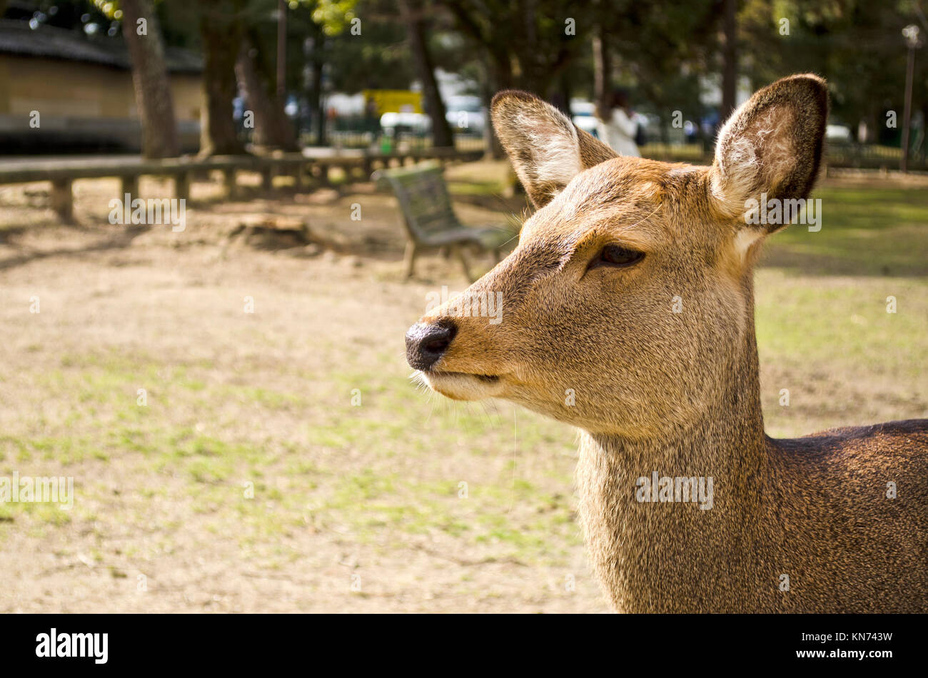 Sika Deer in Nara, Japan Stock Photo - Alamy