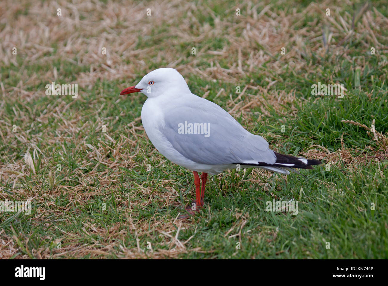 Silver gull foraging coastal turf in Victoria Australia Stock Photo
