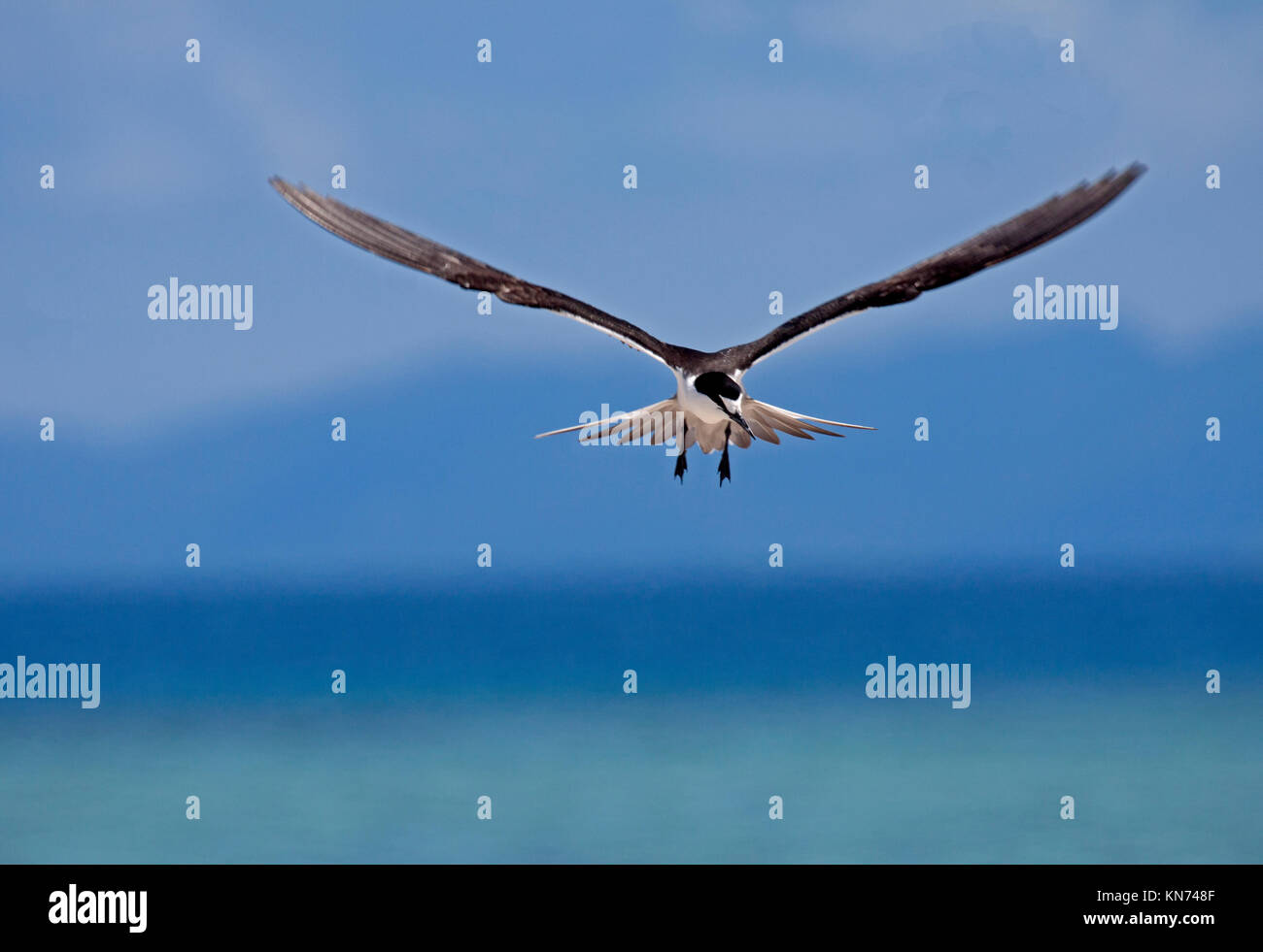Sooty tern in head on flight off coast of Queensland Australia Stock Photo
