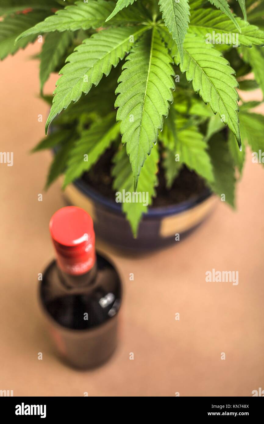 Cannabis plant and bottle of alcohol. Stock Photo