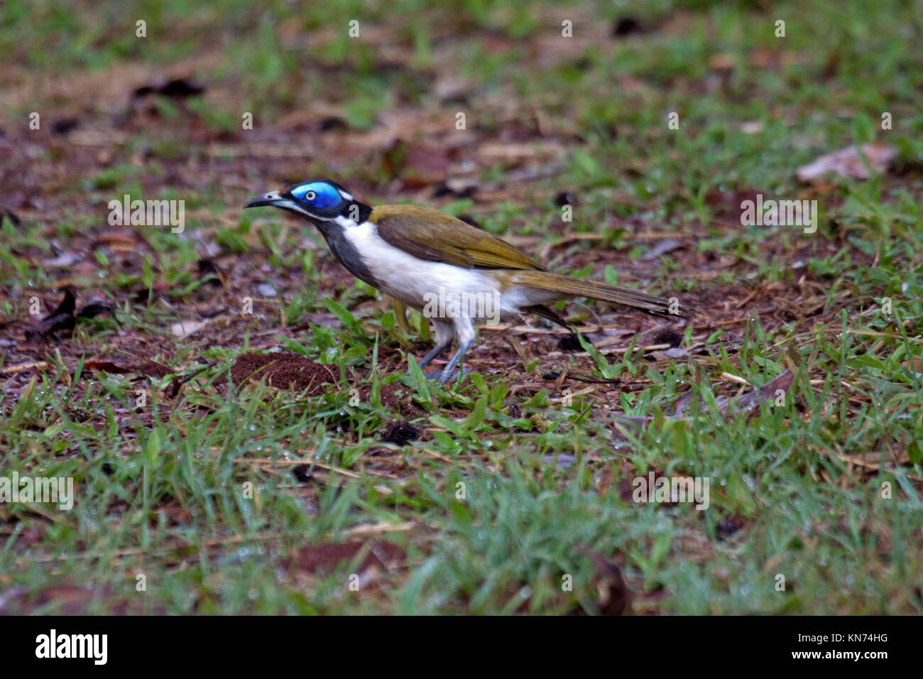 Blue faced honeyeater adult foraging on the ground in Queensland Australia Stock Photo