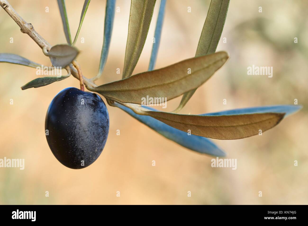 Olive in Olive Branch. Spain Stock Photo Alamy
