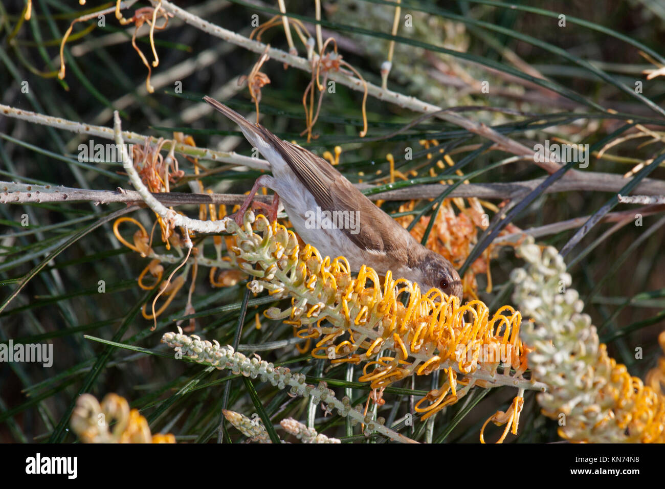 Brown backed honeyeater in Queensland Australia Stock Photo