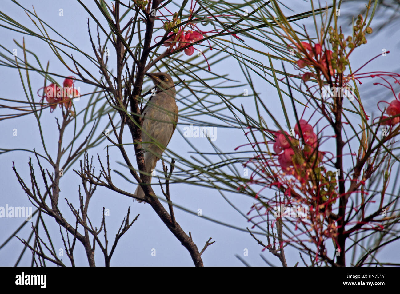 Brown honeyeater visiting flowering shrub in search of nectar in Queensland Australia Stock Photo
