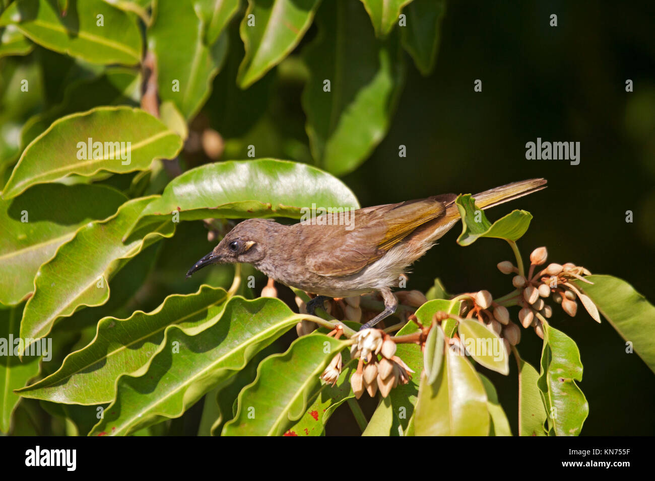 Brown honeyeater visiting flowering shrub in search of nectar in Queensland Australia Stock Photo