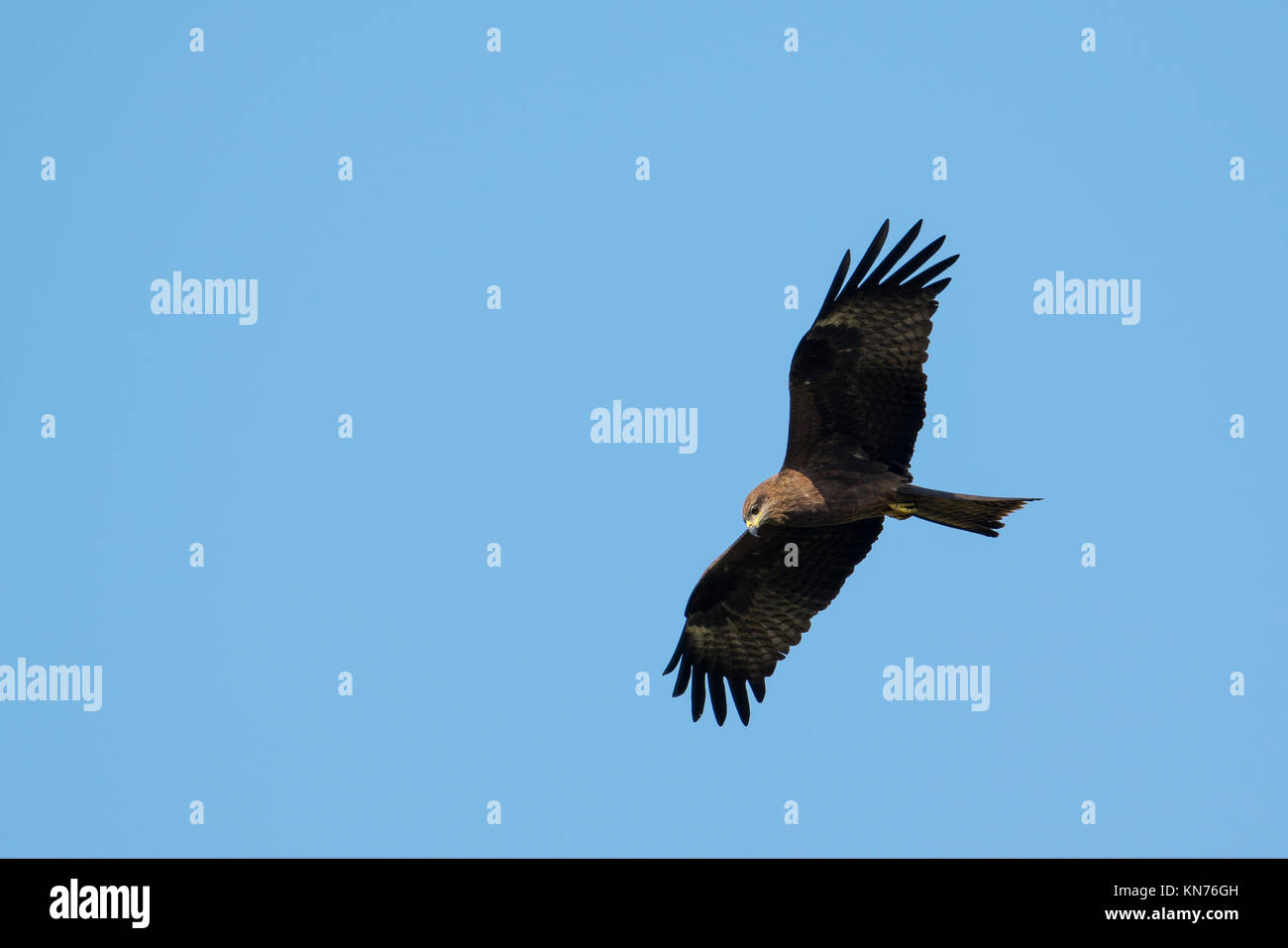 Black Kite Searching For Prey Stock Photo