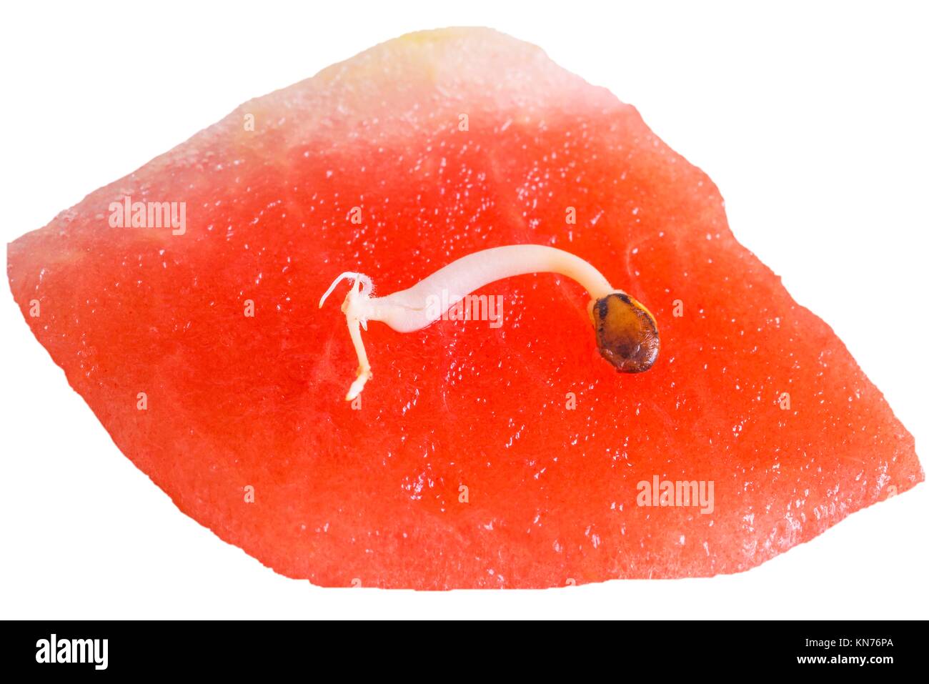 germ of a watermelon. Stock Photo