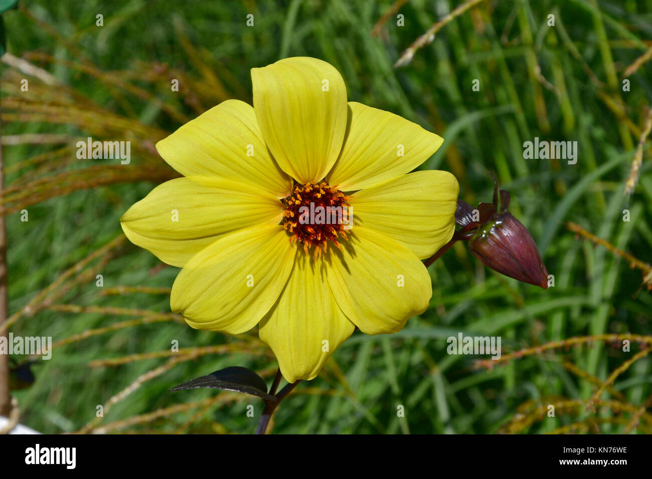 Flowering Dahlia 'Knock Out ' in a garden border Stock Photo