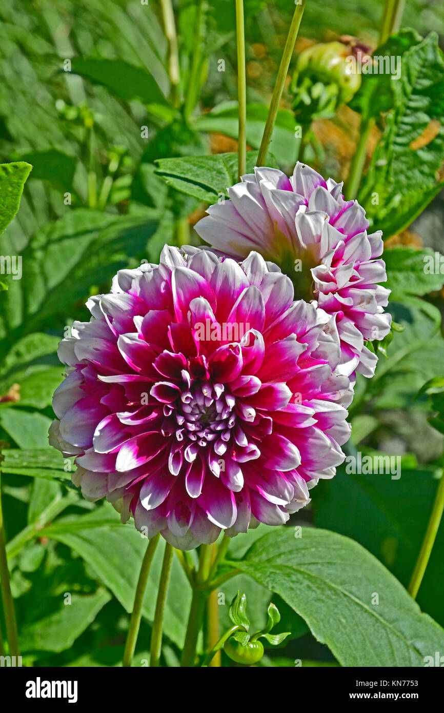 Flowering Dahlia 'Edinburgh ' in a garden border Stock Photo