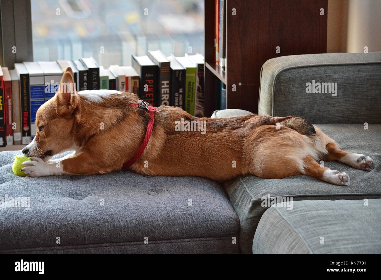 A young red sable Welsh Pembroke Corgi Stock Photo - Alamy