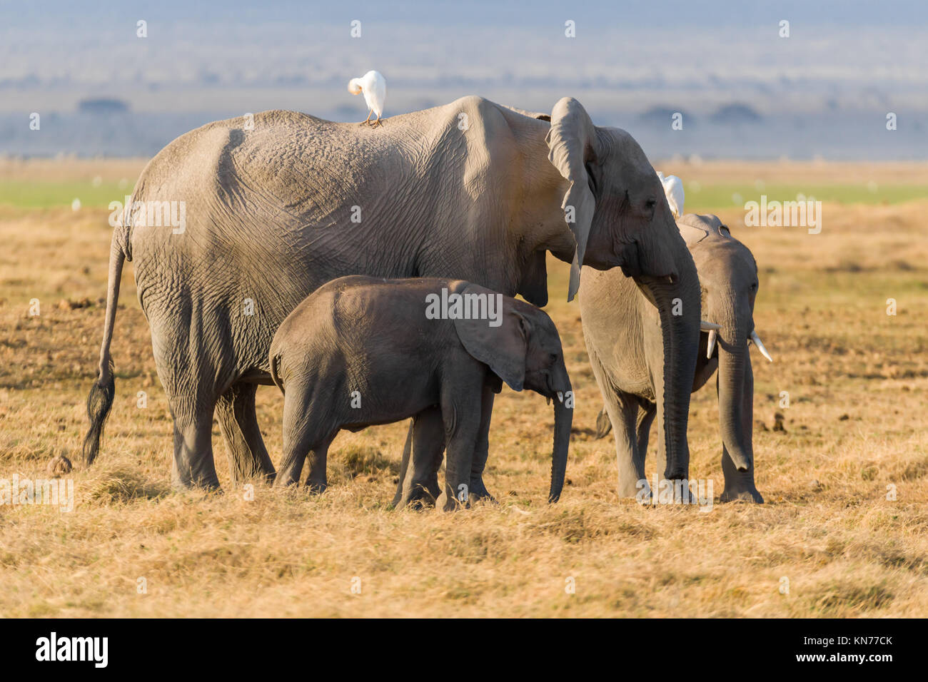 Mother Elephant  with her youngsters looking for food  during very dry season in desert, symbiotic relationship with birds, October 2017, Amboseli Nat Stock Photo