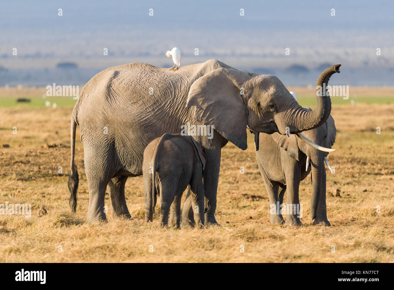 Mother Elephant  with her youngsters looking for food  during very dry season in desert, symbiotic relationship with birds, October 2017, Amboseli Nat Stock Photo
