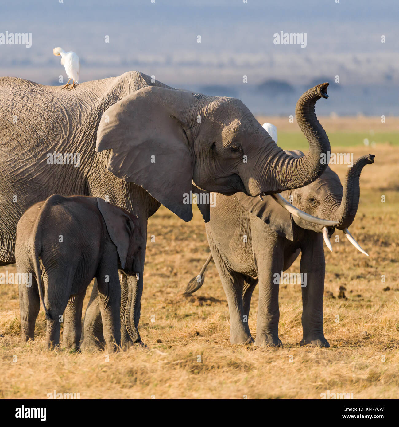 Mother Elephant  with her youngsters looking for food  during very dry season in desert, symbiotic relationship with birds, October 2017, Amboseli Nat Stock Photo