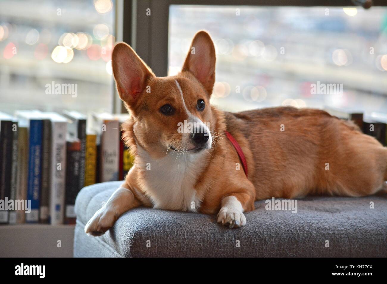 Pembroke welsh corgis herding hi-res stock photography and images - Alamy