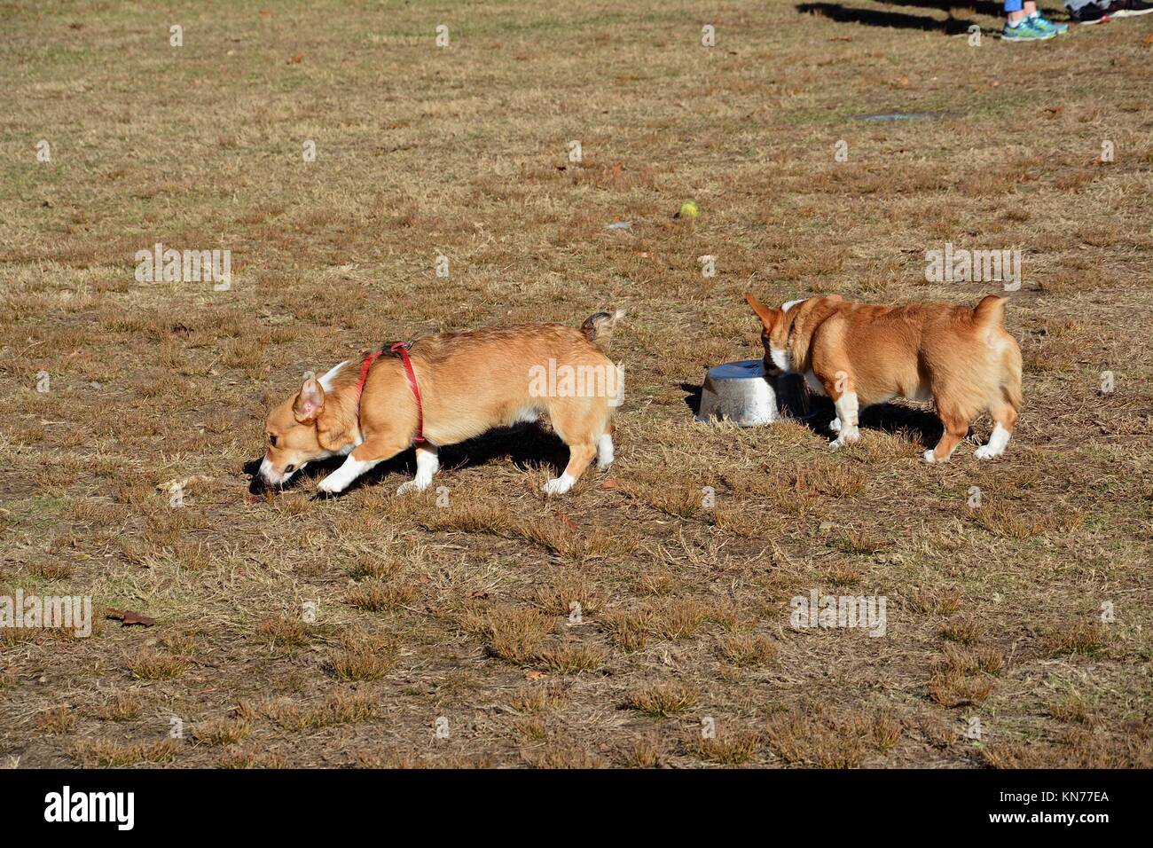 A young red sable Welsh Pembroke Corgi Stock Photo - Alamy