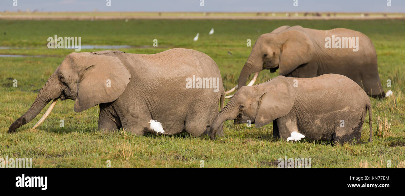 Mother Elephant  with her youngsters looking for food  during very dry season in desert oasis, symbiotic relationship with birds, October 2017, Ambose Stock Photo