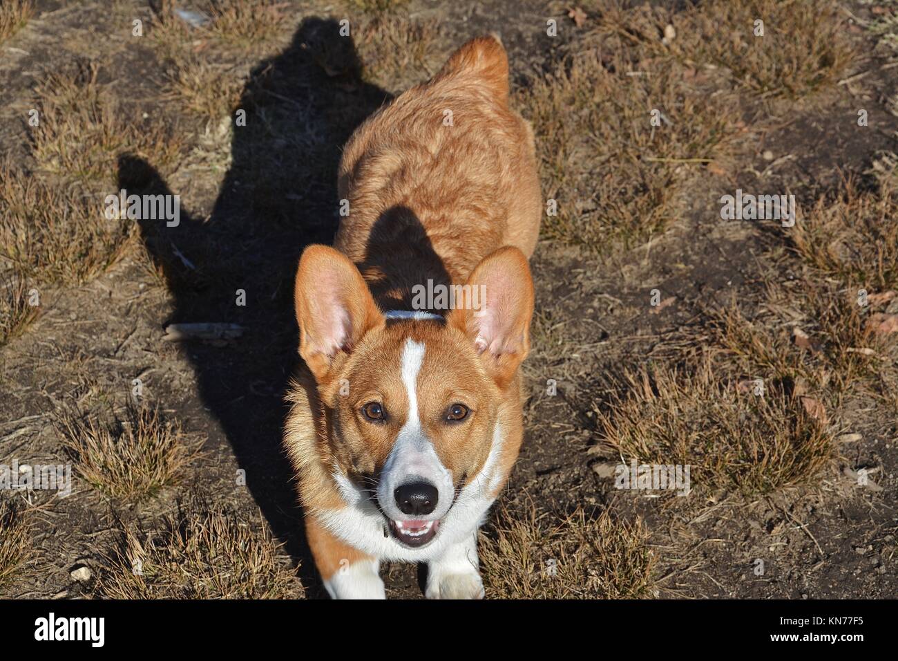 Pembroke welsh corgis herding hi-res stock photography and images - Alamy