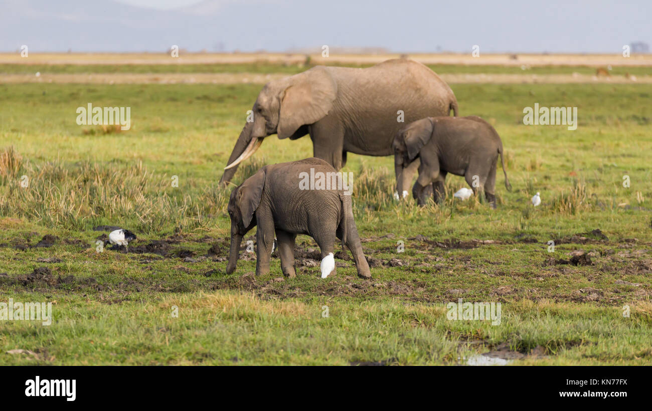 Mother Elephant  with her youngsters looking for food  during very dry season in desert oasis, symbiotic relationship with birds, October 2017, Ambose Stock Photo