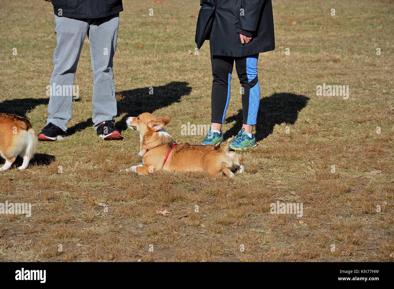 A young red sable Welsh Pembroke Corgi Stock Photo - Alamy