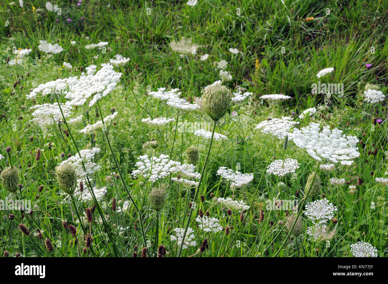 flowering wild carrots Stock Photo Alamy