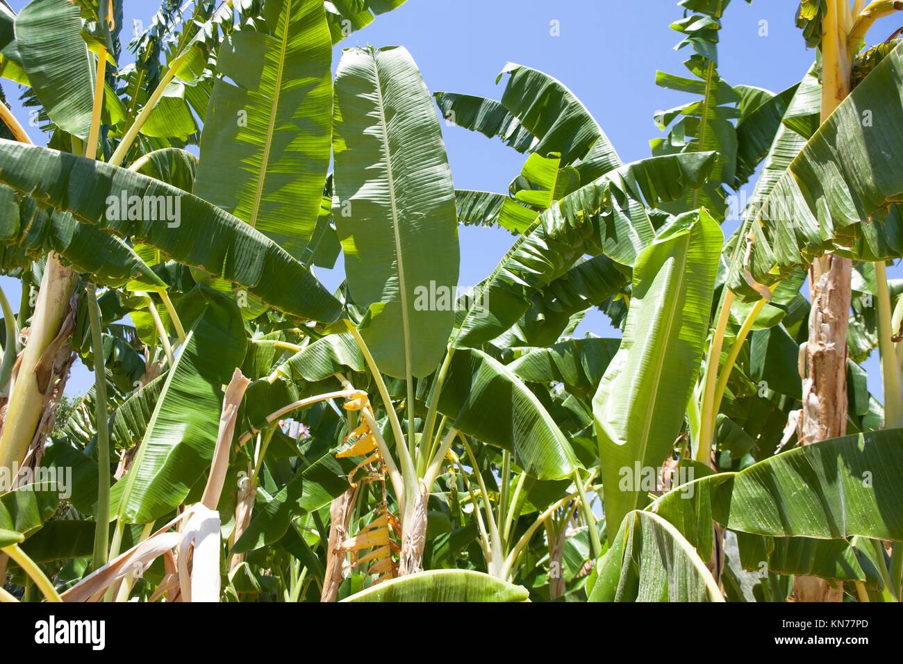 Banana trees field on a beautiful day. Rural scene. Stock Photo