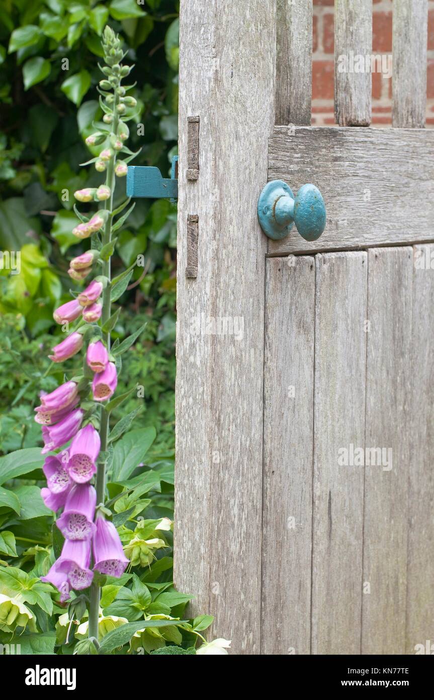 Secret garden entrance. Old wooden door in English garden. Stock Photo