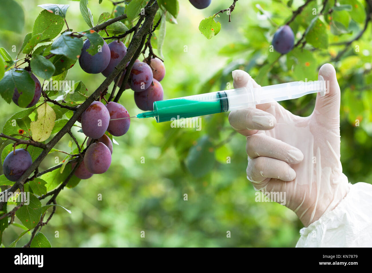 Fruits treated with artificial color containing toxins.Chemicals in