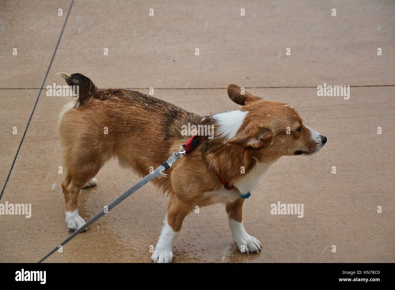 A young red sable Welsh Pembroke Corgi Stock Photo
