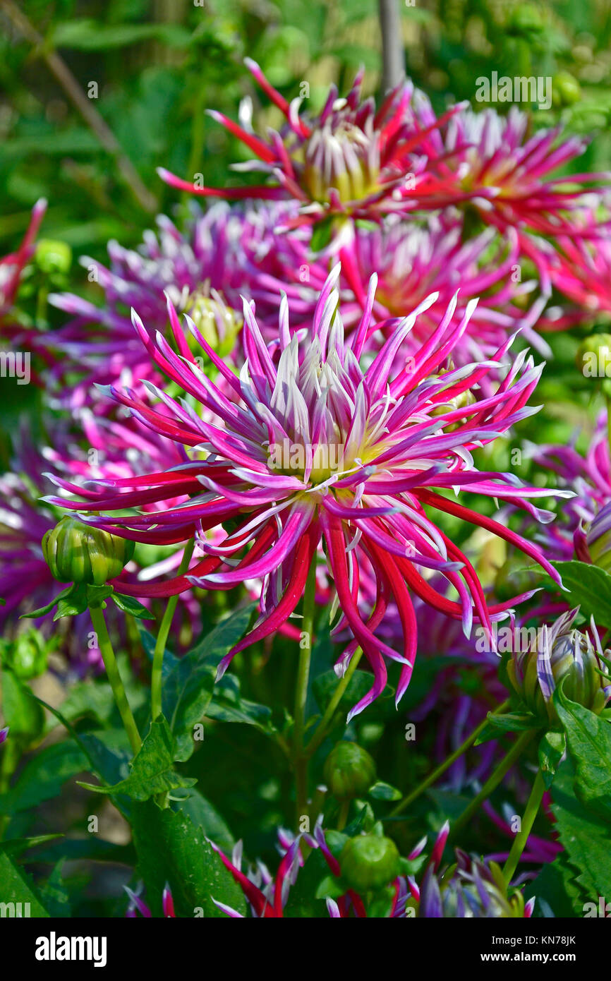 Flowering Dahlia 'Hollyhill Spiderwoman ' in a garden border Stock Photo