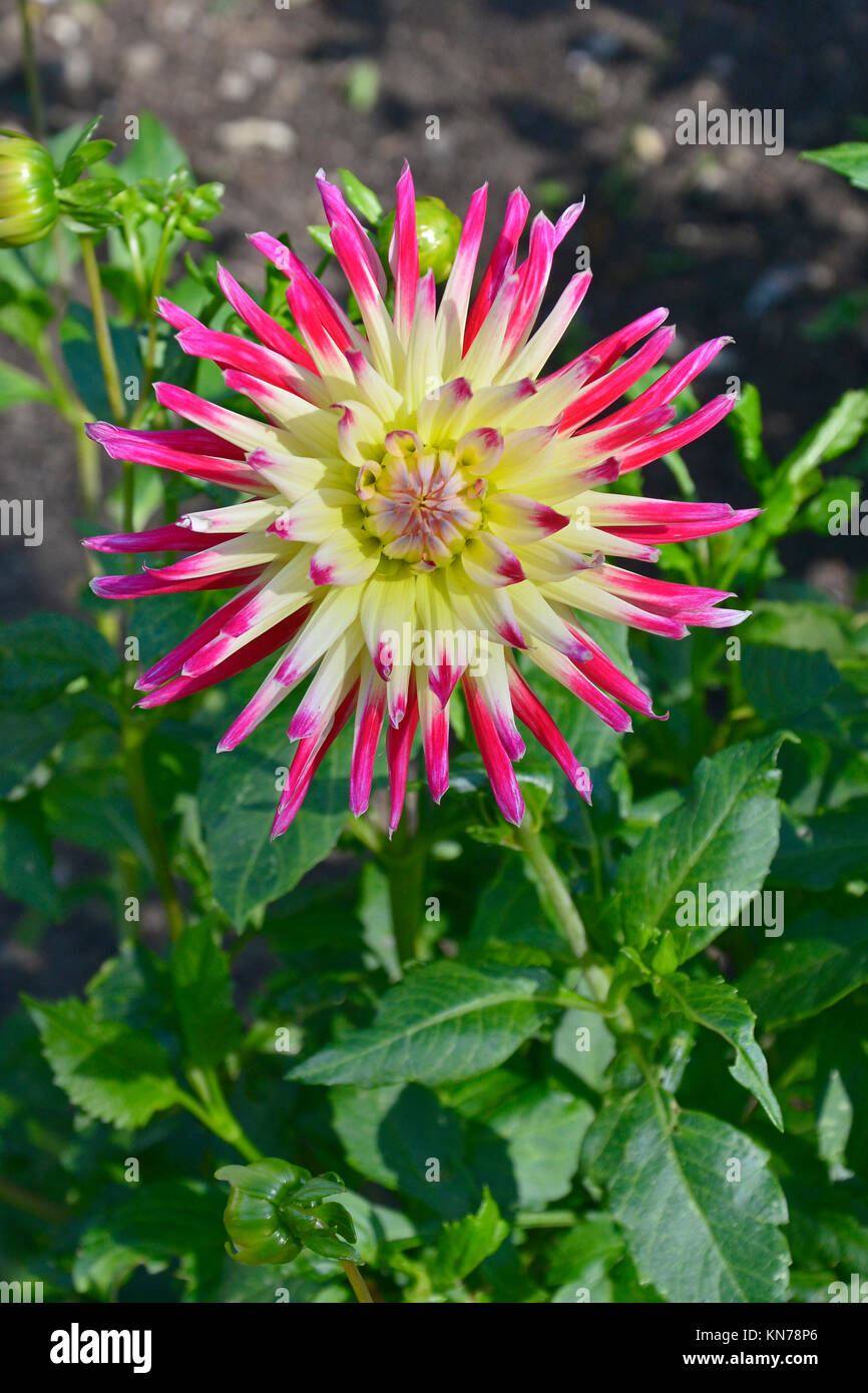 Flowering Dahlia 'Tahiti Sunrise ' in a garden border Stock Photo