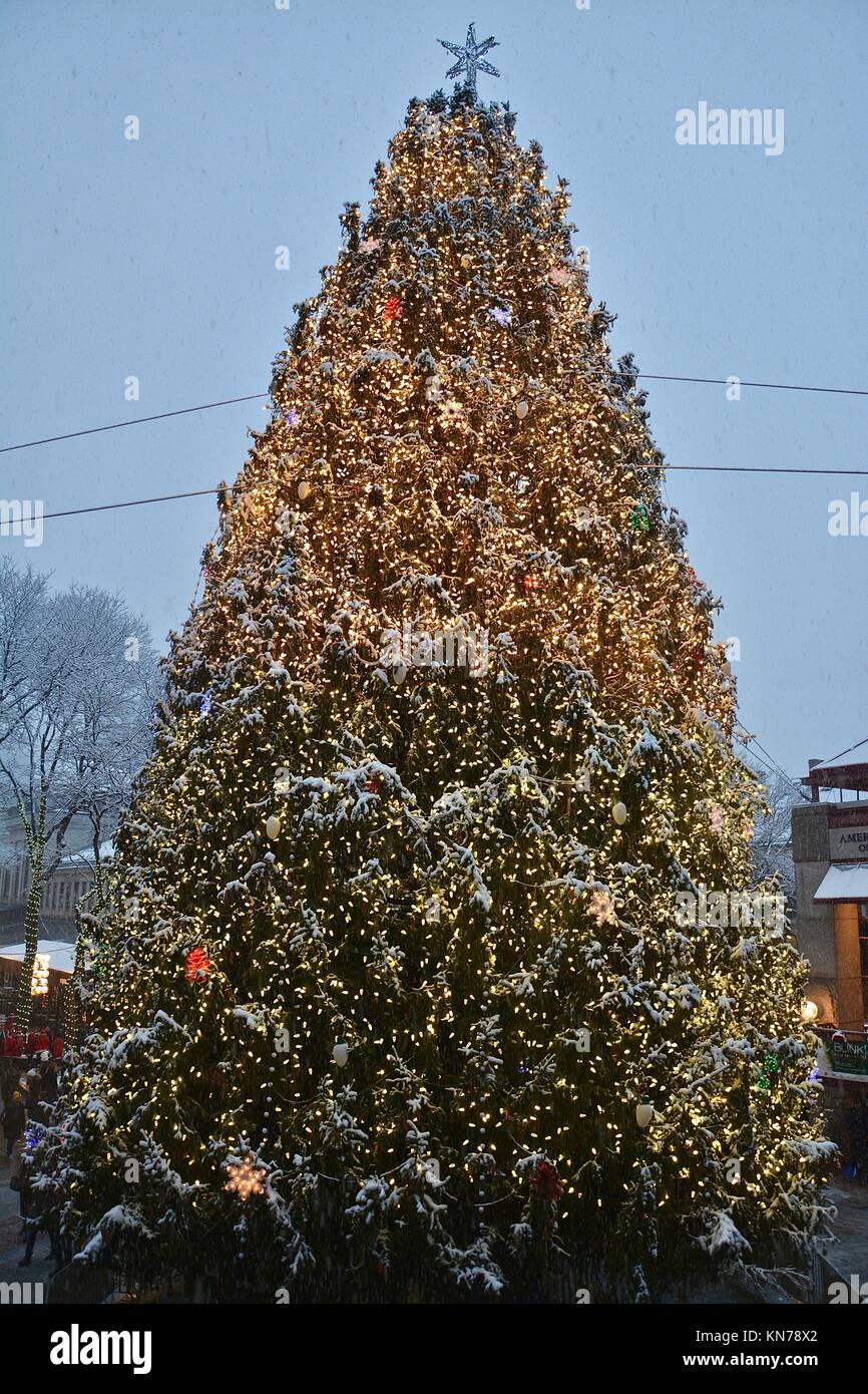 The iconic Faneuil Hall/Quincy Market Christmas tree seen in downtown