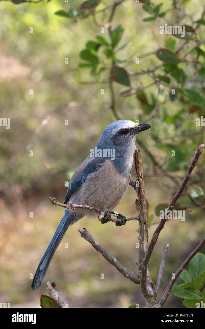 Florida Scrub Jay Stock Photo Alamy