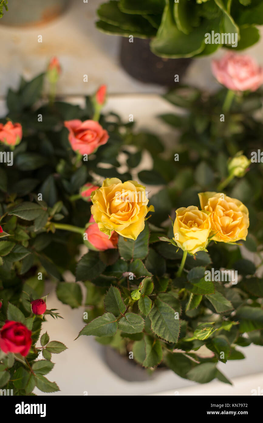 Small yellow and pink roses. Vertical composition. Shot with shallow depth of field. Stock Photo
