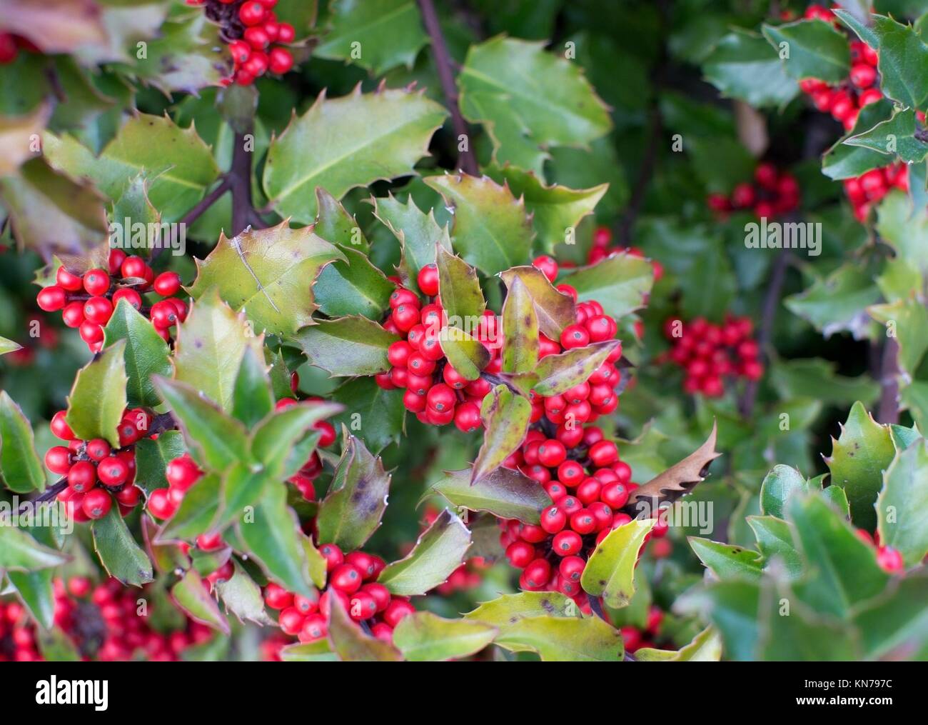 Boughs Of Holly A Mountain Hearth