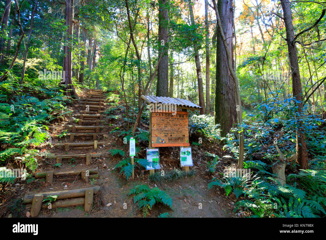 Totoro Forest No.1 in Sayama Hills in Tokorozawa city Saitama Japan Stock Photo 167962142 Alamy