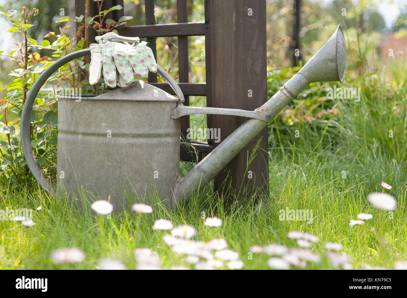 Watering can and garden gloves on lawn Stock Photo Alamy