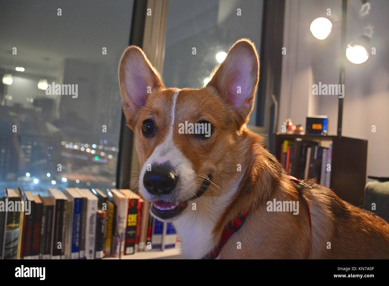 A young red sable Welsh Pembroke Corgi Stock Photo