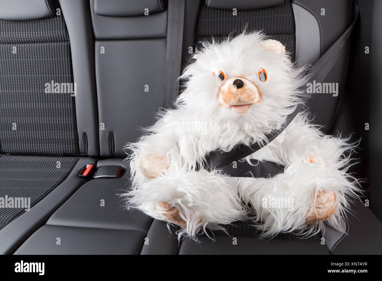 Teddy bear with seat belt fastened Stock Photo Alamy