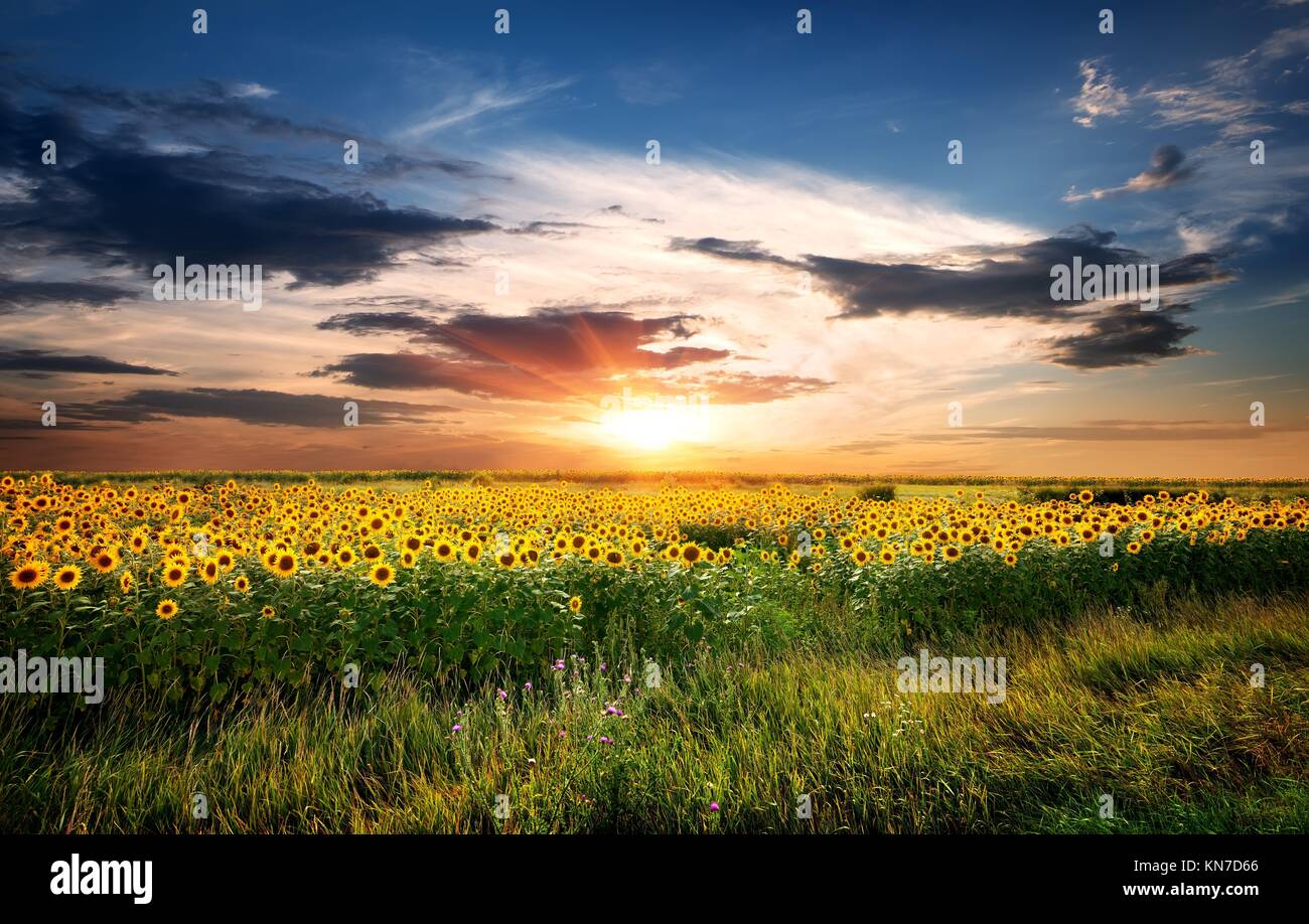Sunflower field sunrise sunflowers hi-res stock photography and images ...