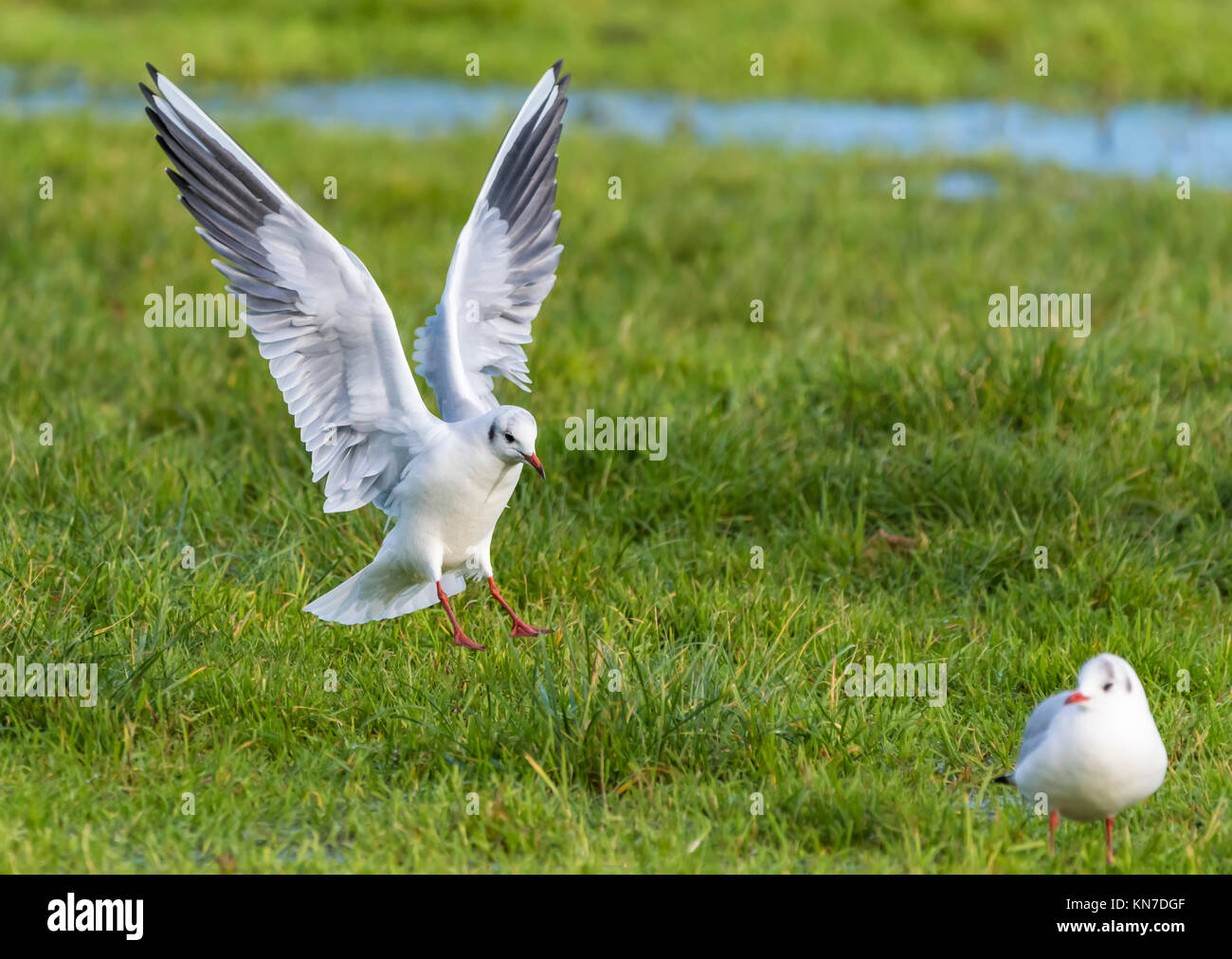 Black headed gull (Chroicocephalus ridibundus) flying over a field and coming in to land in Winter in southern UK. Stock Photo