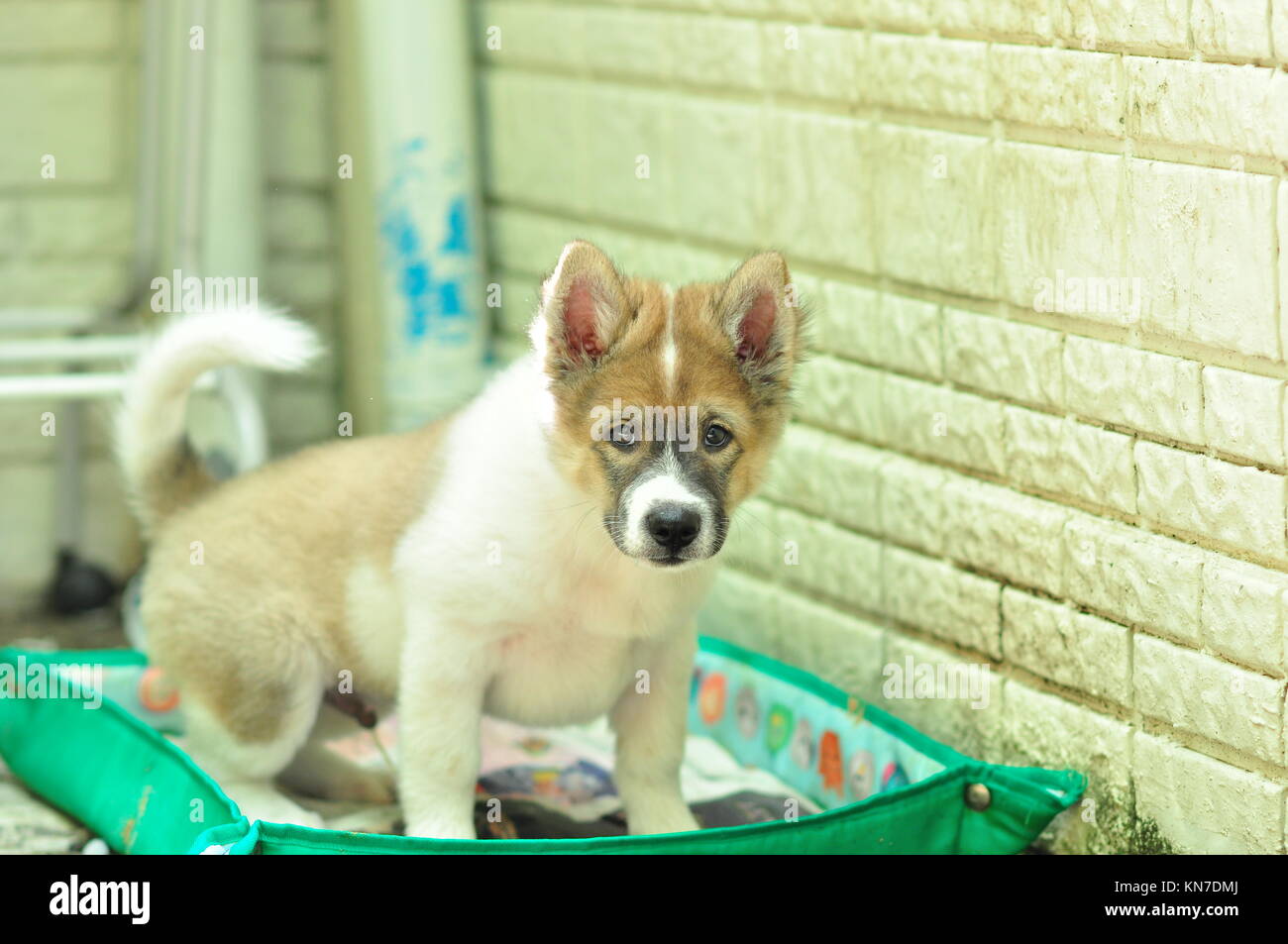 Thai Bangkaew Dog Stock Photo