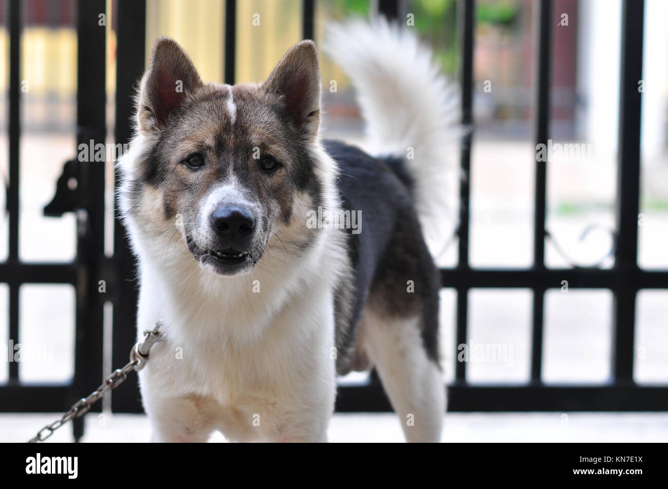 Thai Bangkaew Dog High Resolution Stock Photography And Images Alamy