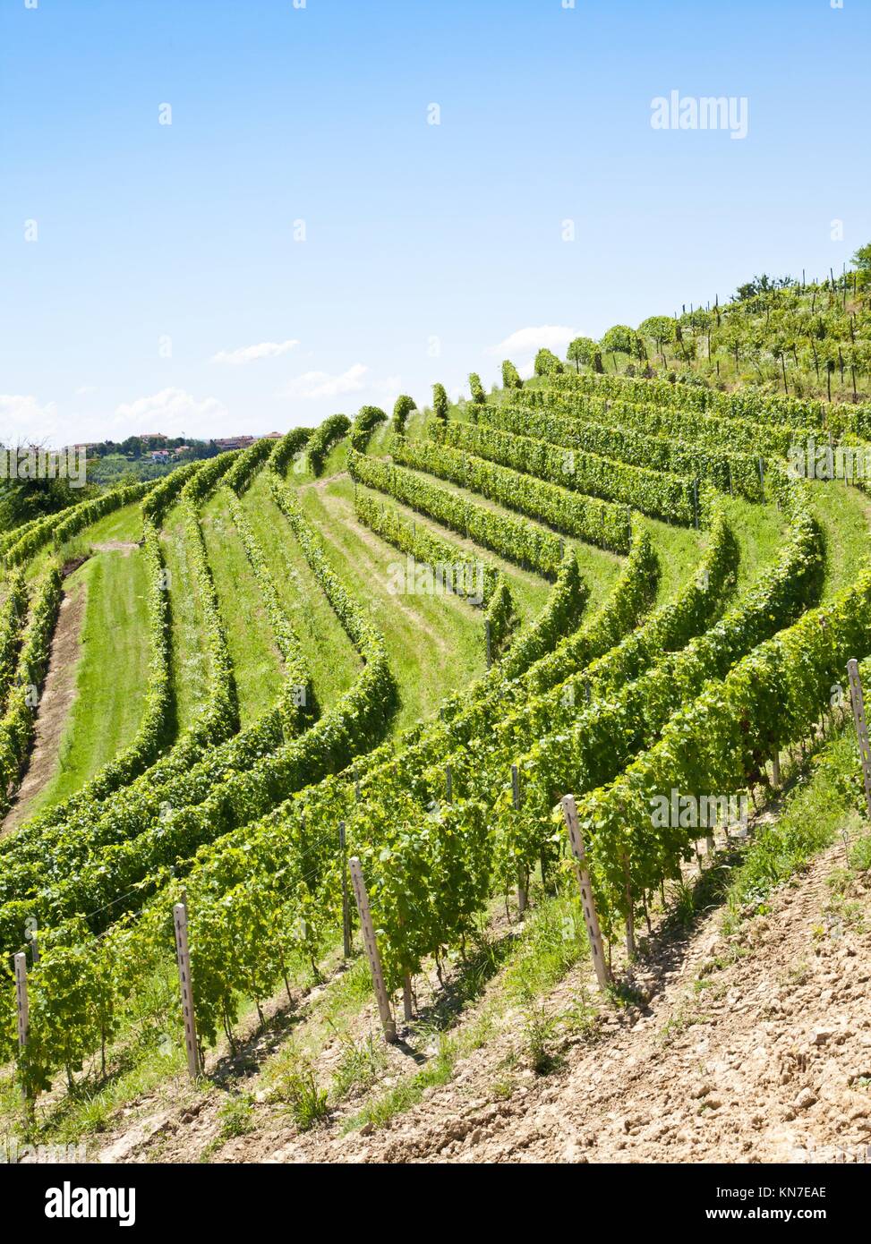 Barbera vineyard during spring season, Monferrato area, Piedmont region, Italy. Stock Photo