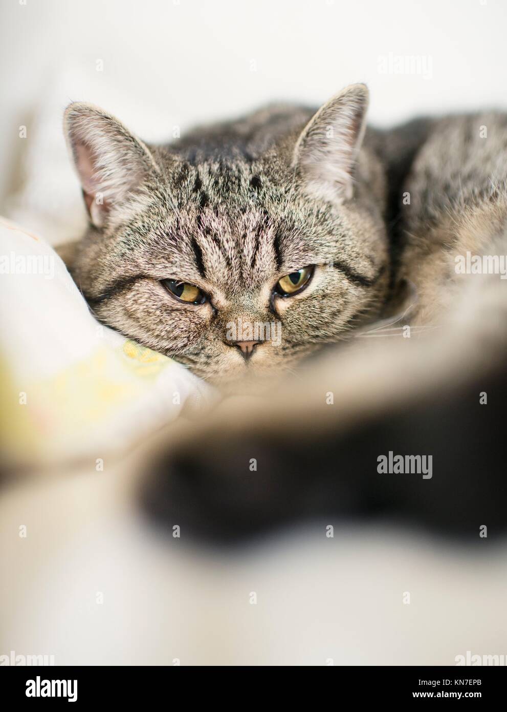 Domestic cat relaxing at home in sofa. British shorthair that is taking a nap. Stock Photo