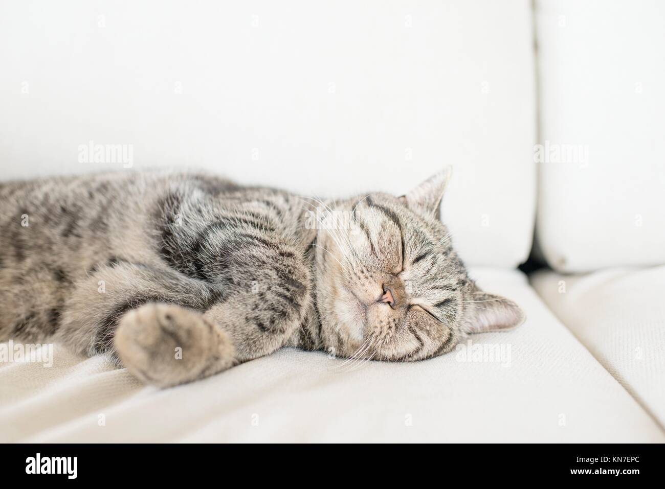 Domestic cat relaxing at home in sofa. British shorthair that is taking a nap. Stock Photo